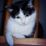 Mitzi