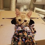 Norbert
