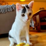 Enlight860